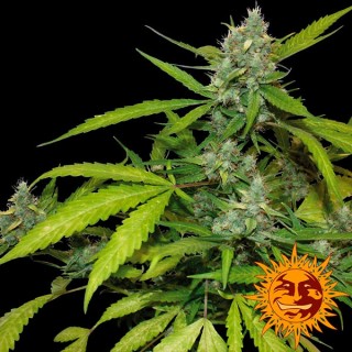 Auto Sweet Tooth  3 u. fem. Barney's