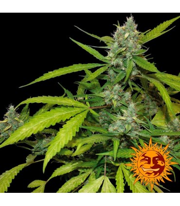 Auto Sweet Tooth  3 u. fem. Barney's