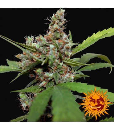 CBD Blue Shark  3 u. fem. Barney's