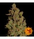 CBD Critical Cure  3 u. fem. Barney's