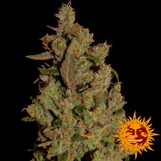 CBD Critical Cure  3 u. fem. Barney's