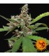 CBD Blue Shark  5 u. fem. Barney's