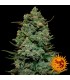 Cookies Kush 10 u. fem. Barney´s