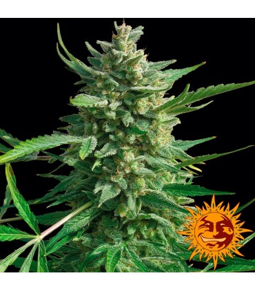 Critical Kush 10 u. fem. Barney's