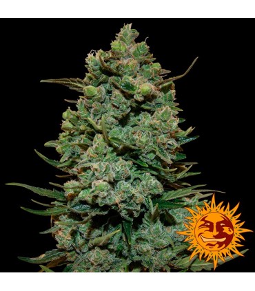 Cookies Kush  5 u. fem. Barney´s