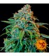 Liberty Haze  5 u. fem. Barney's