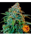 Liberty Haze  5 u. fem. Barney's