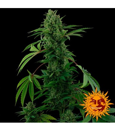 Auto Pineapple Express fem.  3 u. Barney's