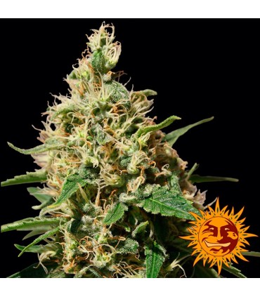 Peppermint Kush 10 u. fem. Barney's