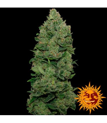 Top Dawg 10 fem. Barney's