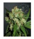 Sensi Skunk fem. Sensi Seeds