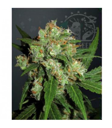 Sensi Skunk fem. Sensi Seeds
