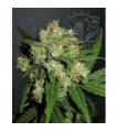 Sensi Skunk fem. Sensi Seeds