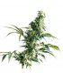 Mexican Sativa fem. Sensi Seeds