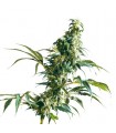 Mexican Sativa fem. Sensi Seeds