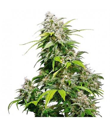 California Indica fem. Sensi Seeds