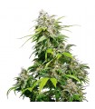 California Indica fem. Sensi Seeds