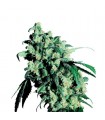 Super Skunk fem. Sensi Seeds