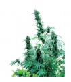 Early Skunk fem. Sensi Seeds