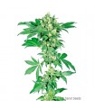 Afghani N1 fem. Sensi Seeds