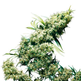 Jamaican Pearl fem. Sensi Seeds