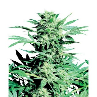 Shiva Skunk fem. Sensi Seeds