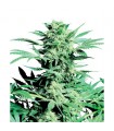 Shiva Skunk fem. Sensi Seeds