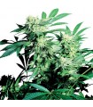 Skunk Kush fem. Sensi Seeds