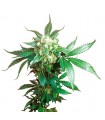 Black Domina fem. Sensi Seeds