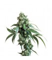 Jack Flash N5 - fem. Sensi Seeds