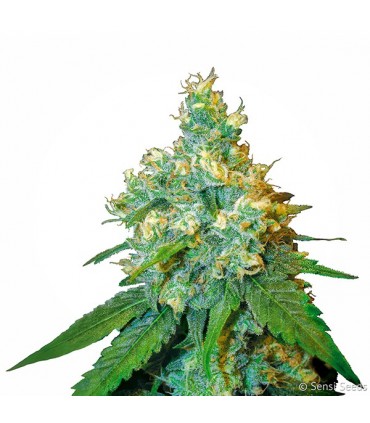 Jack Herer fem. Sensi Seeds