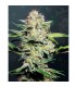 Auto Sensi Skunk fem. Sensi Seeds