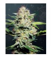 Auto Sensi Skunk fem. Sensi Seeds