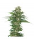Auto Early Skunk fem. Sensi Seeds