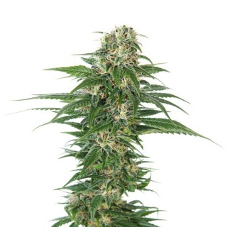 Auto Early Skunk fem. Sensi Seeds