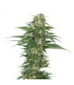 Auto Early Skunk fem. Sensi Seeds