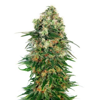 Auto Shiva Skunk fem. Sensi Seeds
