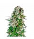 Auto Big Bud fem. Sensi Seeds