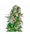 Auto Big Bud fem. Sensi Seeds