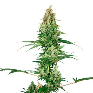 Silver Fire 3 u. fem. Sensi Seeds