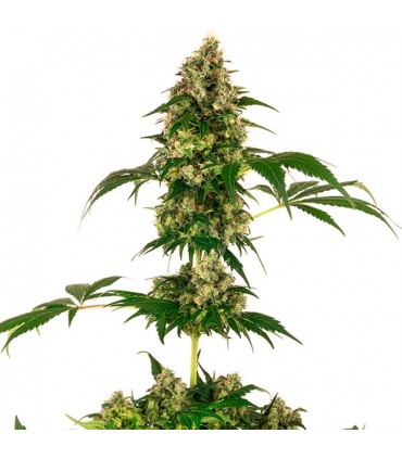 Cobalt Haze fem. Sensi Seeds