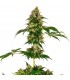 Cobalt Haze 3 u. fem. Sensi Seeds