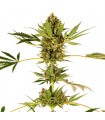 Himalayan CBD fem. Sensi Seeds