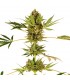 Himalayan CBD 3 u. fem. Sensi Seeds