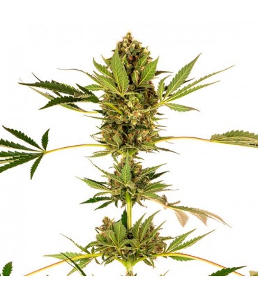 Himalayan CBD 3 u. fem. Sensi Seeds