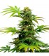 Black Harlequin 3 u. fem. Sensi Seeds