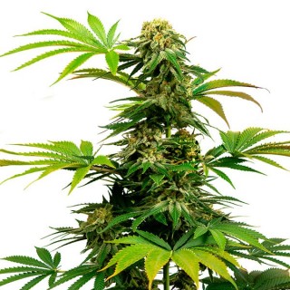 Black Harlequin 5 u. fem. Sensi Seeds