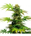 Black Harlequin 5 u. fem. Sensi Seeds
