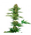 Satin Black Domina CBD fem. Sensi Seeds