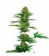 Satin Black Domina CBD 3 u. fem. Sensi Seeds